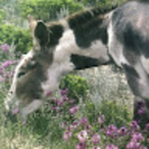 Meet your Posher, Frances